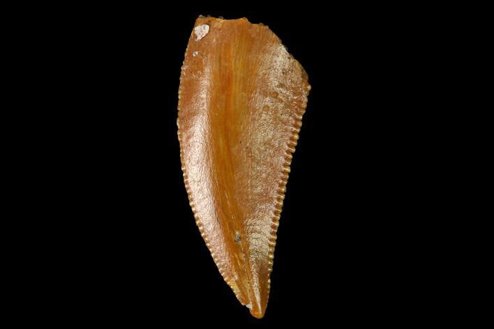 Serrated, Raptor Tooth - Real Dinosaur Tooth #154803